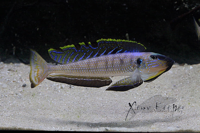 Enantiopus melanogenys 'Kipili'